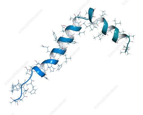 beta-amyloid protein|Amyloid beta: structure, biology and structure.